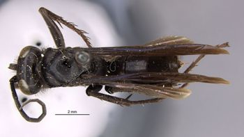 Media type: image;   Entomology 10396 Aspect: habitus dorsal view